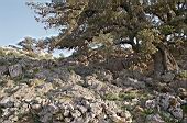 Oaks of the mediterranean maquis, Supramonte di Baunei